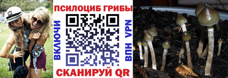 Галлюциногенные грибы Psilocybe  Ефремов 
